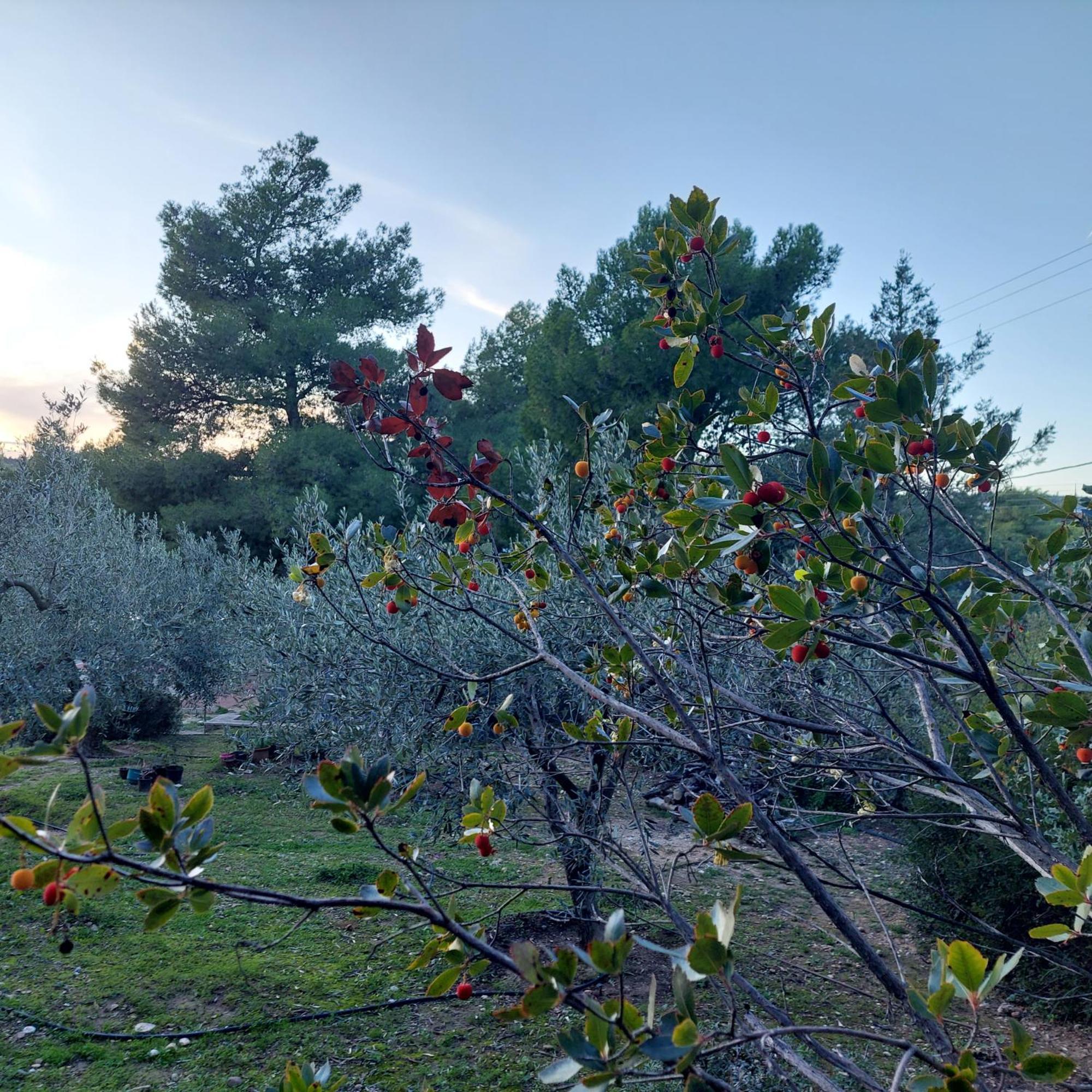 Villa Irini Porto Heli Exterior photo